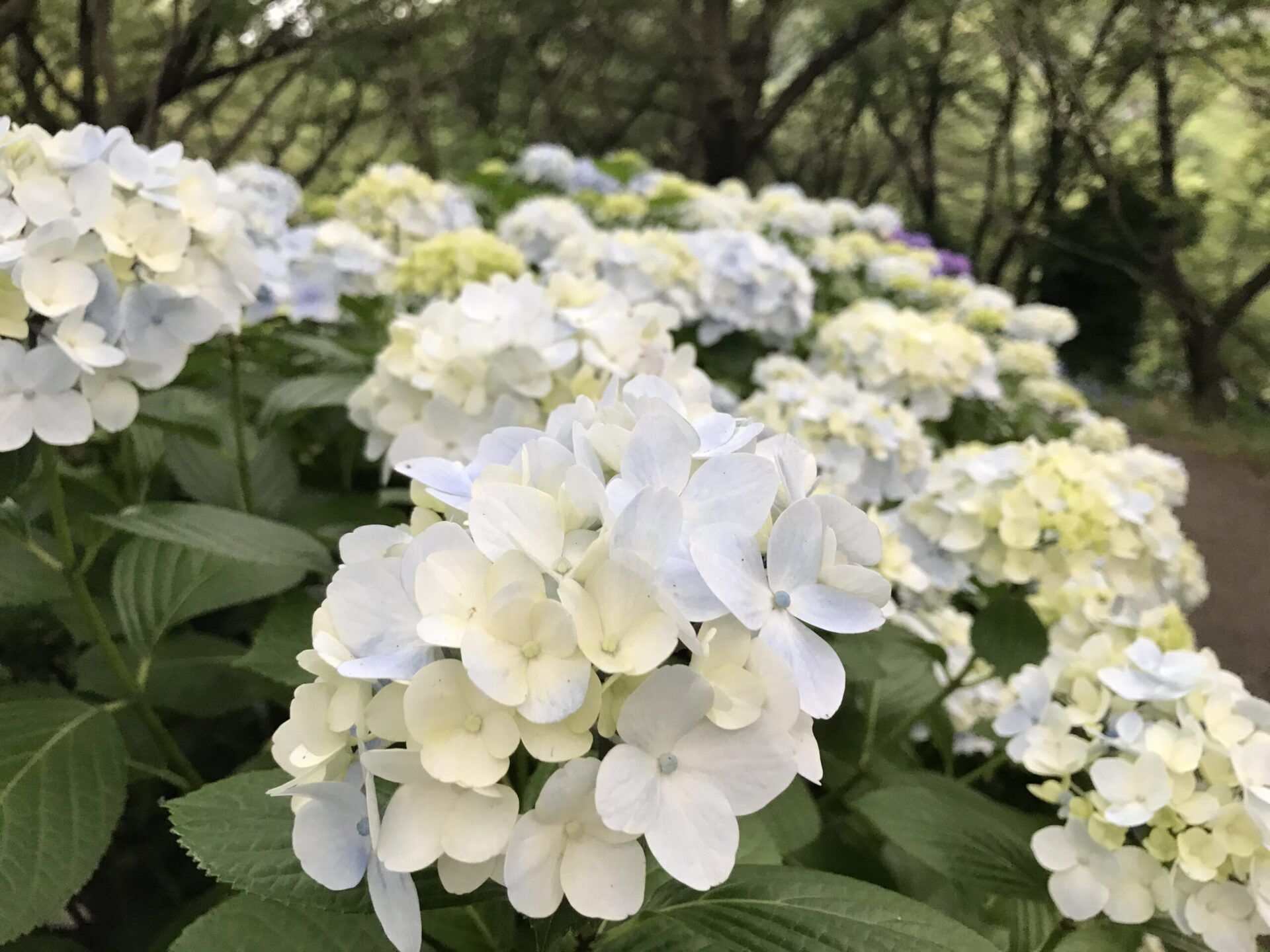 種松山公園西園地 株の 紫陽花 は圧巻 岡山県倉敷市紫陽花の名所 Kei Kazu ぼうけん三昧