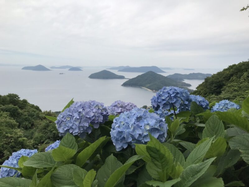 紫雲出山のあじさいと瀬戸内海との絶景 香川県観光スポット Kei Kazu ぼうけん三昧 紫雲出山のあじさいと瀬戸内海との絶景 香川県観光スポット Kei Kazu ぼうけん三昧