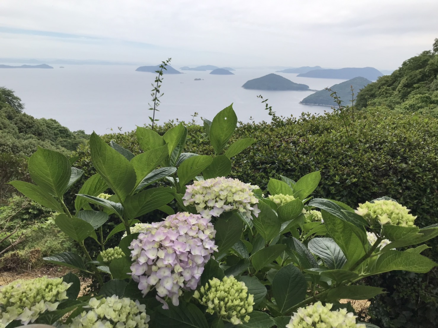 紫雲出山のあじさいと瀬戸内海との絶景 香川県観光スポット Kei Kazu ぼうけん三昧